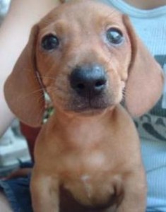 max moose puppy