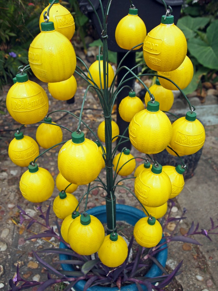 lemon-tree-in-beer-can-house mary's lemon tree in beer can house