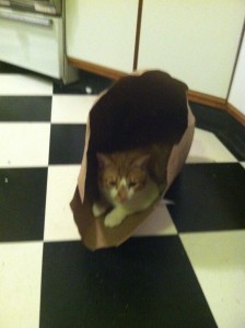 green-your-cat sustainable-green-your-cat